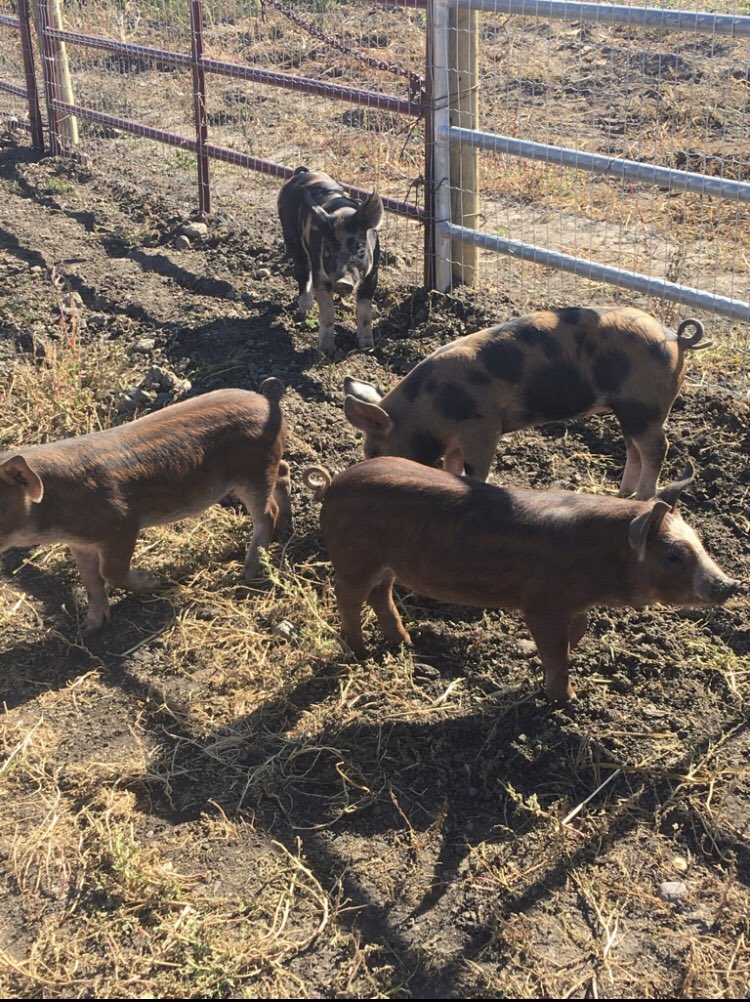 Pigs have arrived!