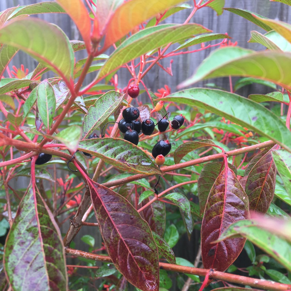 PascoExt's tweet photo. @UF #FloridaFriendly  #FloridaFallColor  #HappyFall https://t.co/Ln0toihD3w