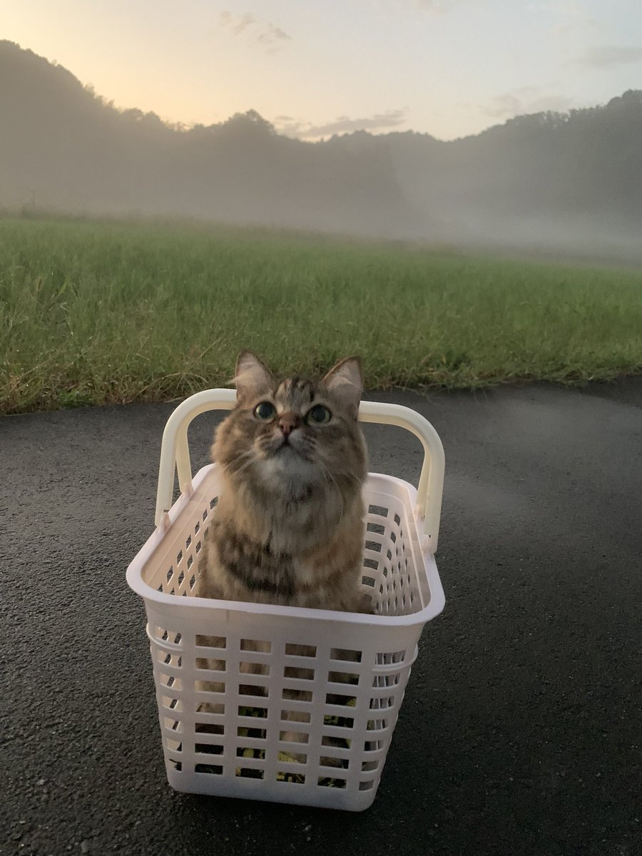 猫散歩 hashtag on Twitter