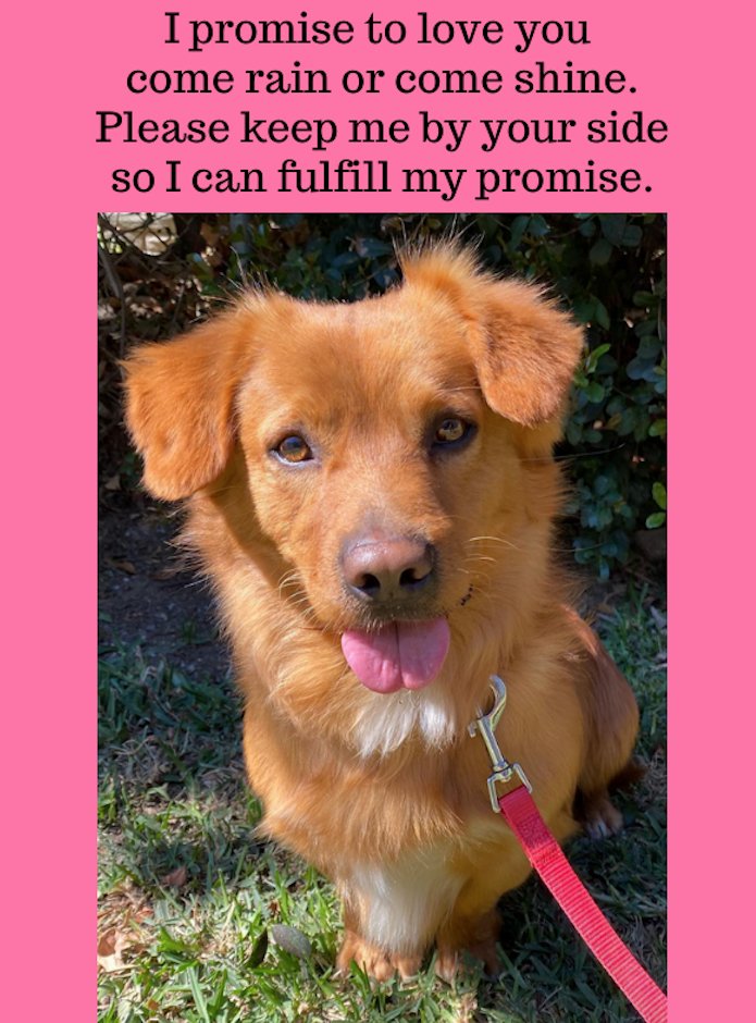 Photo: Love At First Mutt.  It didn't take long for "Leo", a 3 year old, 25 pound Golden/Corgi mix of perfection to find a loving home!