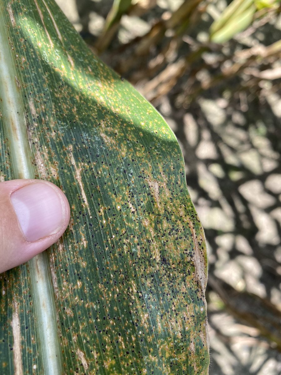 Bob Kemerait tweet media