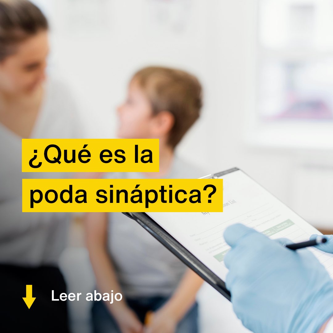 centromedicoanz's tweet photo. La poda sináptica elimina las neuronas que no son necesarias y sus conexiones, con el fin de mejorar la eficiencia de las transmisiones neuronales.

Este proceso inicia entre los 10 a 13 años de edad, y se extiende hasta la adolescencia y edad adulta. https://t.co/PtVTaQRxZq
