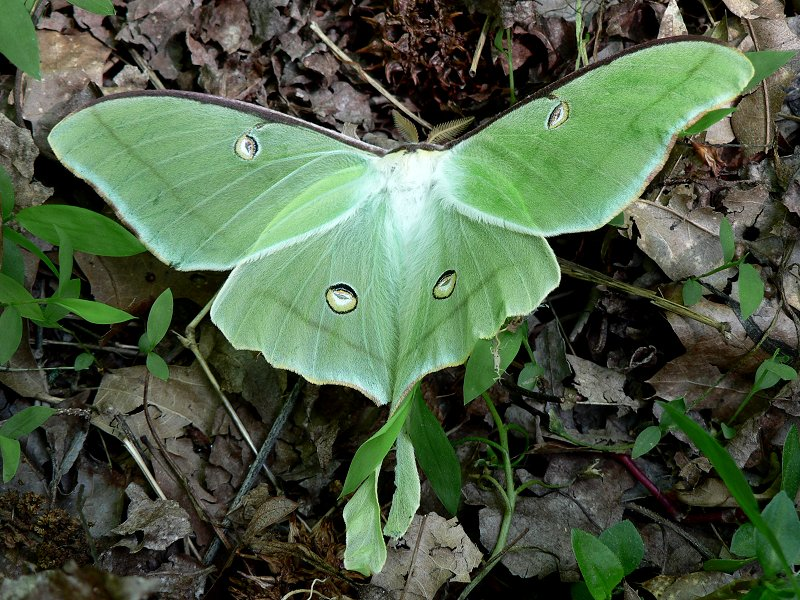 Luna moth.An endangered species.pic.twitter.com/A3lxZ1E1YD.