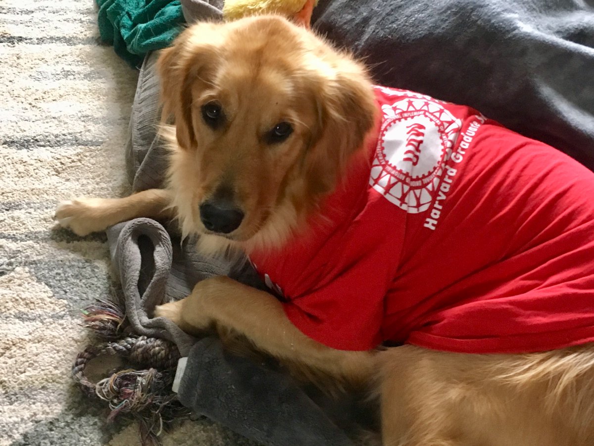 Unofficial Department Therapy Dog Overworked: Dog-tor wishes student workers had new, reasonable contract. "Pawsitive thinking only goes so far." Vote by Thursday at 6:30 PM. <a href="/hgsuuaw/">Harvard Grad Students Union-UAW Local 5118</a>