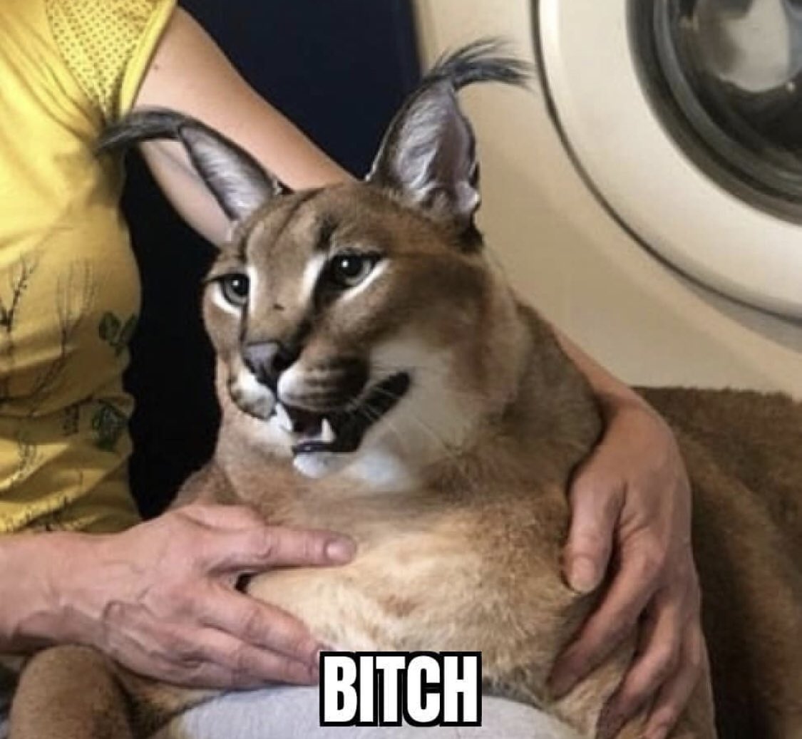 Floppa Gaming tweet media