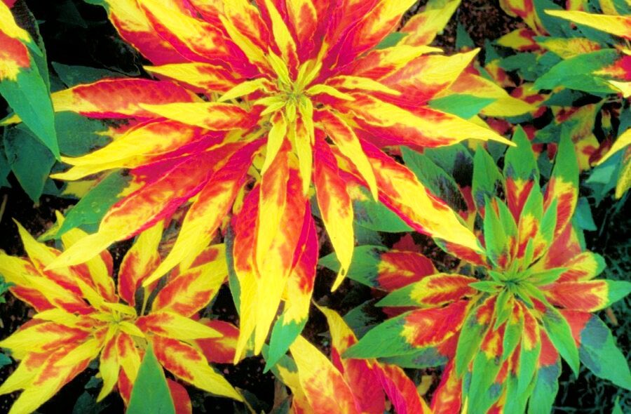 9月28日の花 ハゲイトウ 葉鶏頭 雁来紅 花言葉 不老不死 ヒユ科ヒユ属 原産地 熱帯アジア 学名 アマランサストリコロール アマランサスは ギリシャ語の しぼまない 花言葉の 不老不死 はそこから トリコロールは 旧約聖書のヤコブがヨセフに 与えた鮮やか