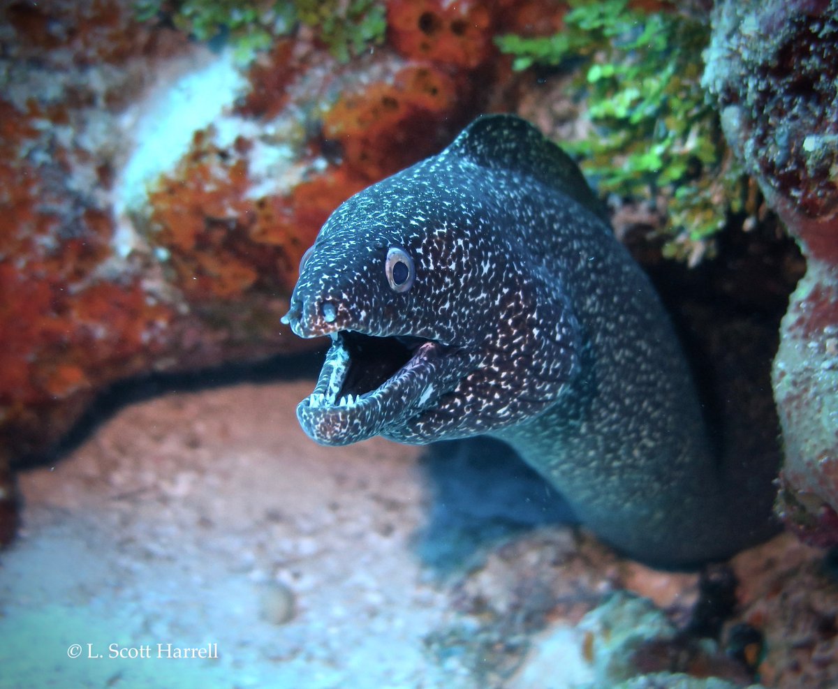 Is it just us or does this spotted moray eel look like it just told a great joke? 

Cozumel scuba diving!  ><(((º>  scubaluis.com

Small groups. Fast boats. VIP service. Beginners &amp; advanced divers get **maximum bottom time**
.
#cozumel #scuba