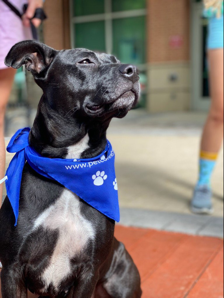 Hold your face to the sun, sweet girl. Your forever home is out there. ❤️ #petconnectrescue