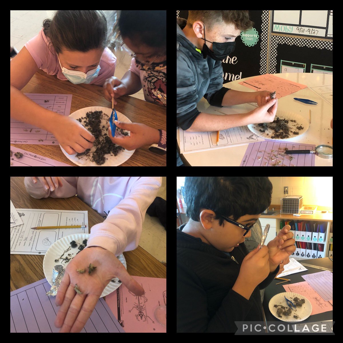 KatieRenners's tweet photo. Played with owl vomit all day today. Ss LOVED it as usual. Lots of bones, fur, feathers, and cool discoveries. Itโs days like these that make me love my job! #MIStrong #InfinityMI #MasonMoment https://t.co/STM5yM01tQ