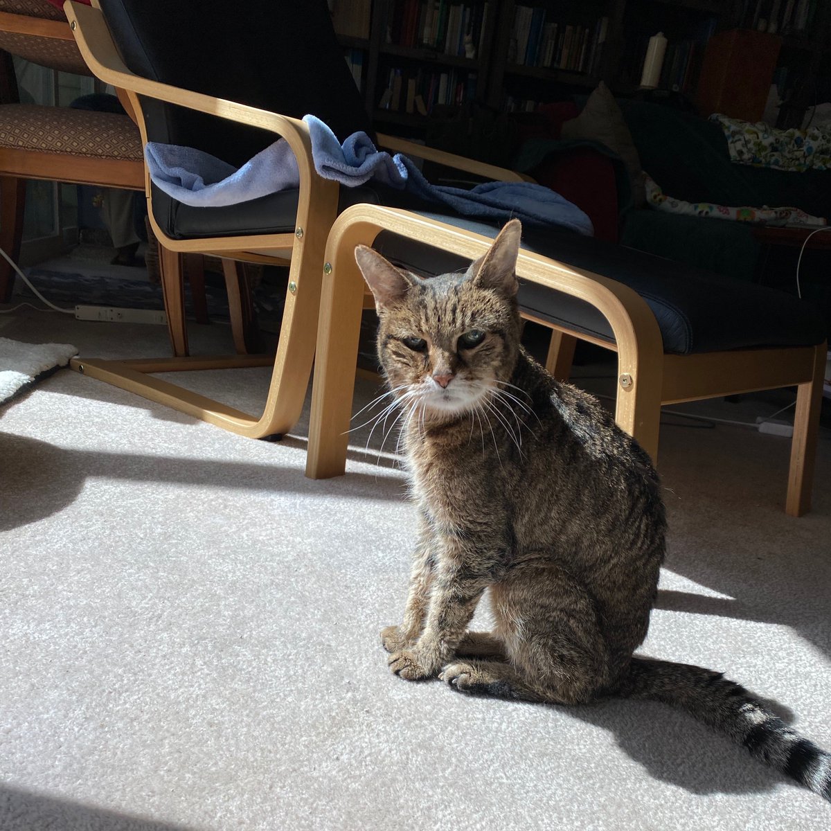 It is with great sadness that we have to let you know that Ducky crossed the Rainbow Bridge last week. 

She was still doing well up until her last few days, and had an amazing 22+ year-long run with us. 

She was a great cat and we miss her. 

😿😿😢😢  #fuzzyheartbreakers