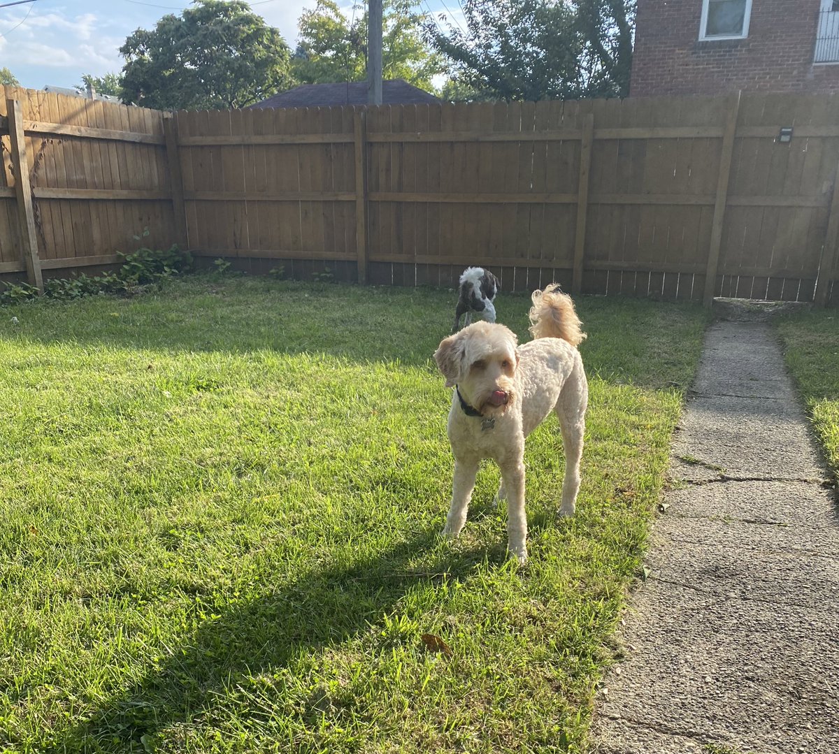 Earl of FrunkPuppy tweet media