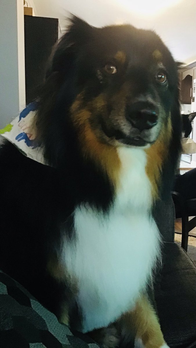 J_Jmomma's tweet photo. @Mikeggibbs I also have a Charlie! He is pissed that I took his pic without permission #bossyaussie https://t.co/6Tmfw5T6M4
