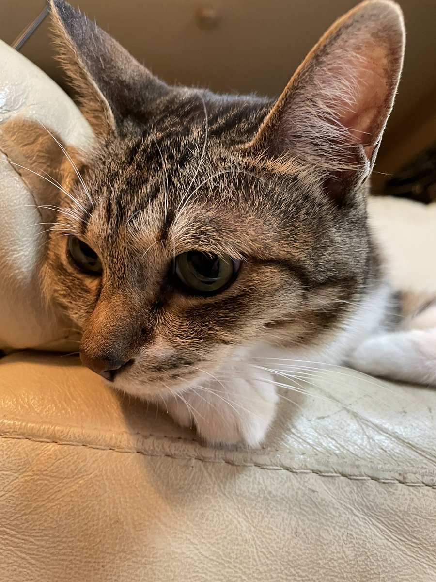 鮭 ＃猫のTwitterリアルタイム検索結果  meyou [ミーユー]