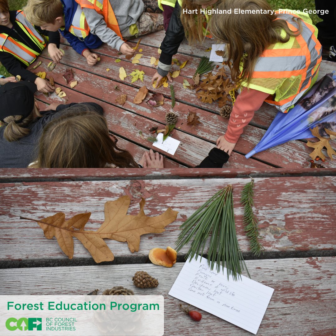 COFI_INFO's tweet photo. Last week, as part of COFI’s #ForestEducationProgram, students from Hart Highland Elementary spent the day learning about 🌲🌲🌲. Book a lesson with our Forest Education Manager now ➡️ https://t.co/CCcUpleWOB https://t.co/bImM7SNZZB
