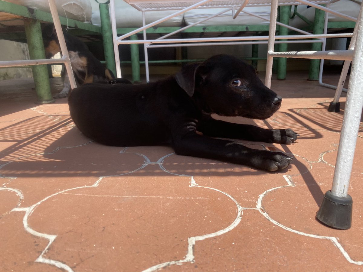 Este cachorringo es el único que no ha sido adoptado todavía. Y francamente no lo entiendo, es lo más maravilloso que ha pisado la tierra.

A continuación un hilo de Toulouse y razones (fotos) de por qué quien lo adopte se va a sacar la lotería. (Tiene 3 meses y es macho) 

RT 🙏🏻