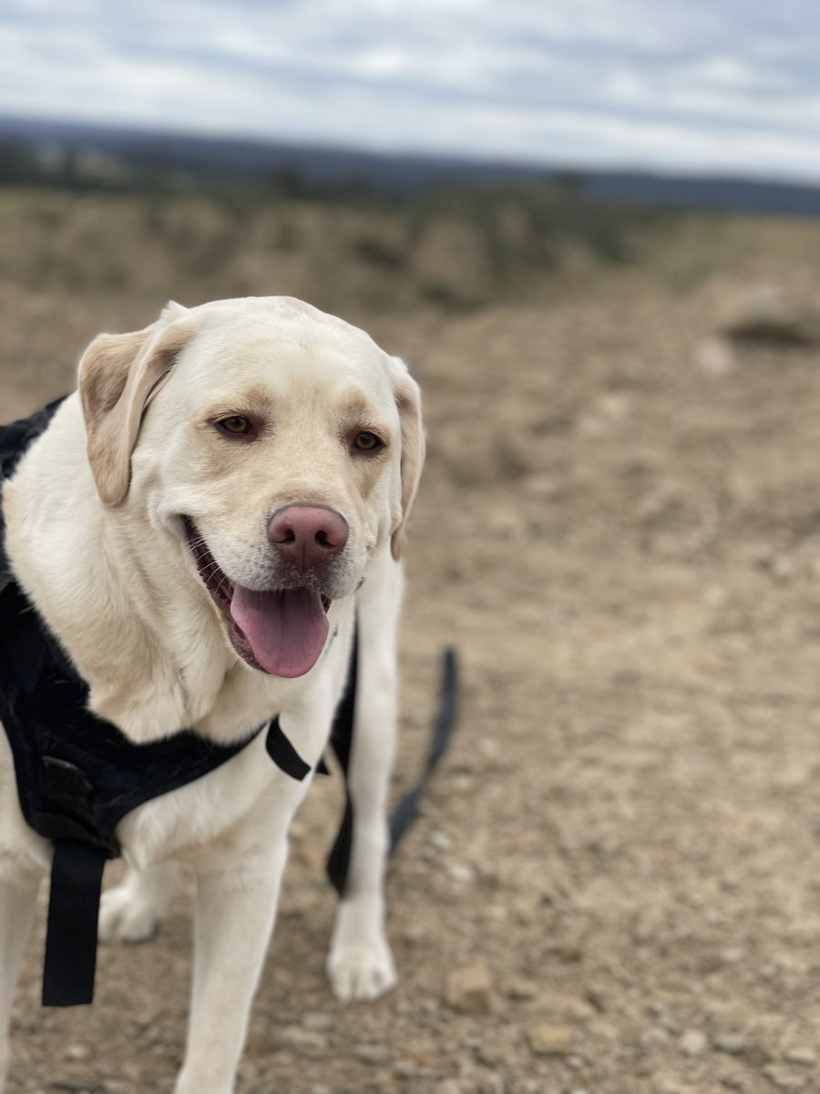 Six0nineP's tweet photo. This here is my second child. I think I love him more then my first. #labrador #favoritechild #furryfriend #furbaby https://t.co/inm3xc2NEA