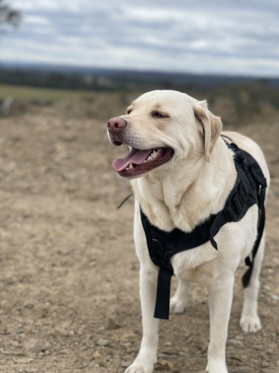 Six0nineP's tweet photo. This here is my second child. I think I love him more then my first. #labrador #favoritechild #furryfriend #furbaby https://t.co/inm3xc2NEA