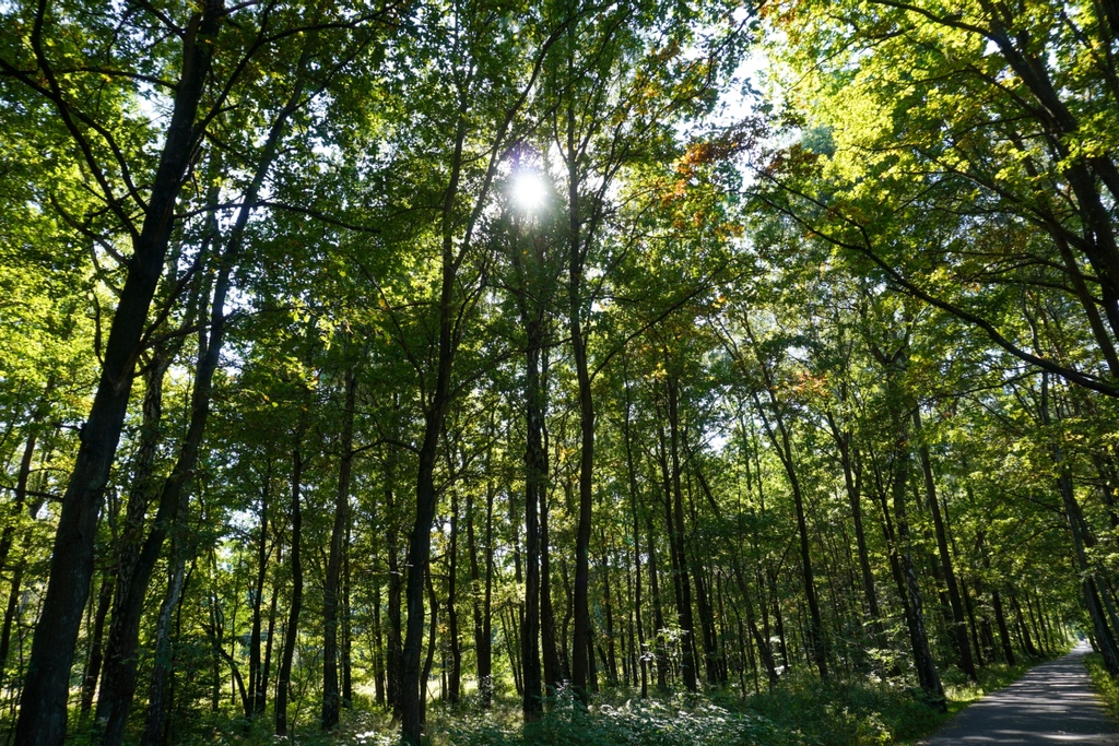 Forest.⁠
.⁠
.⁠
.⁠
#nature #naturephotography #naturelovers #naturelover #naturecolors #natureview #forest #forestwalk #forestlovers #forestvibes #frameo #photography #ThePhotoHour #dailyphoto #photo