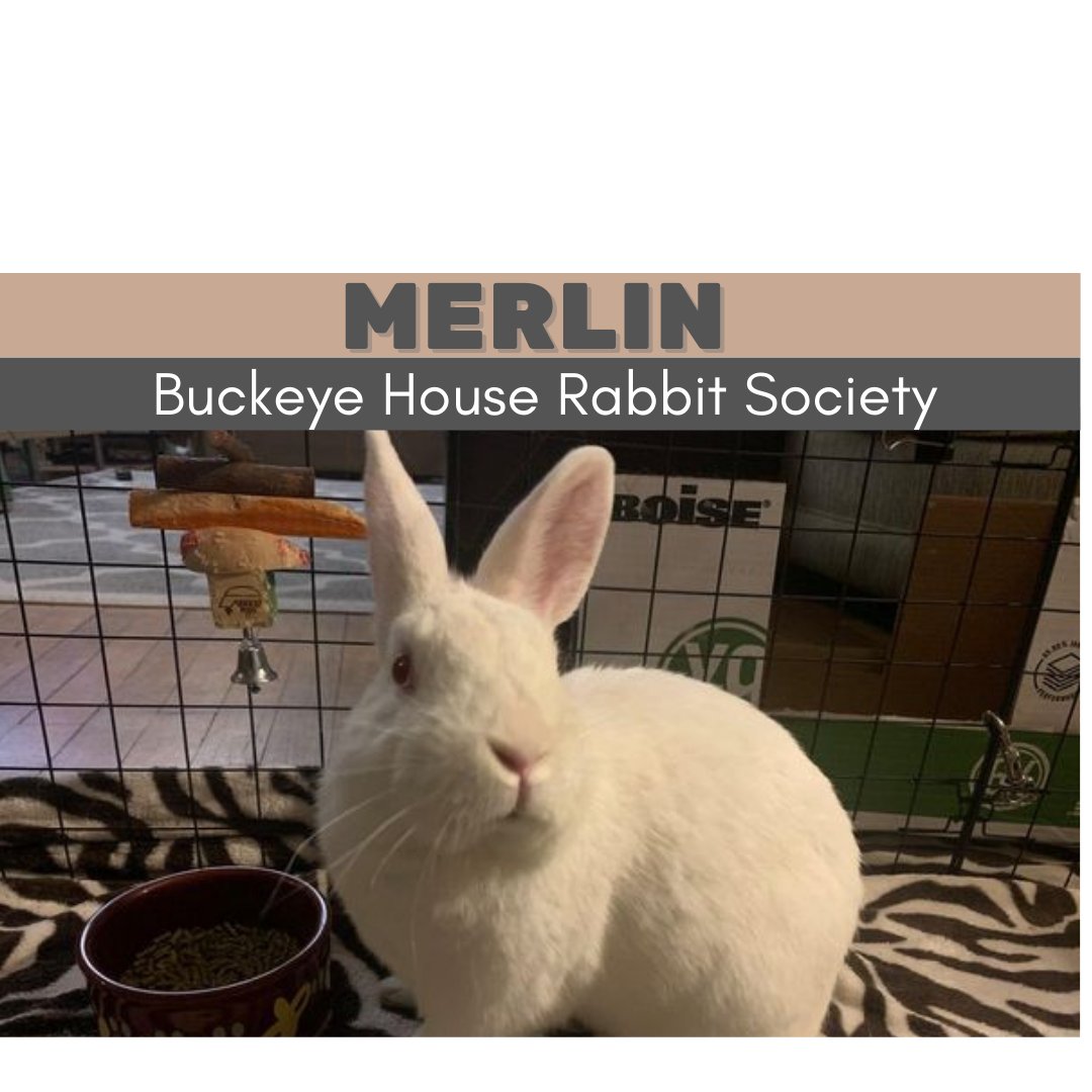 If you're interested in meeting this handsome rabbit contact us at: bhrs-stephanie@ohare.org

#rescuedismyfavoritebreed #rescuerabbits #rubyeyed #BuckeyeHRS #buckeyehouserabbitsociety #adoptdontshop #houserabbitsociety #merlin #whiterabbit #houserabbit #rabbit #bunny #magic