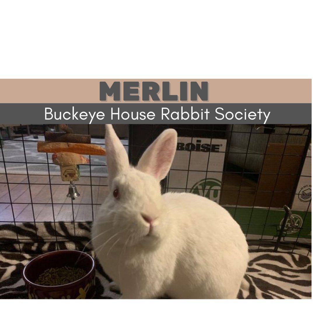 BuckeyeHRS's tweet photo. If you're interested in meeting this handsome rabbit contact us at: bhrs-stephanie@ohare.org

#rescuedismyfavoritebreed #rescuerabbits #rubyeyed #BuckeyeHRS #buckeyehouserabbitsociety #adoptdontshop #houserabbitsociety #merlin #whiterabbit #houserabbit #rabbit #bunny #magic https://t.co/LUjnEJIKsH