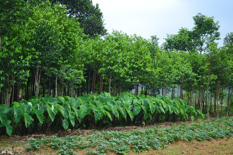 CIFOR_ICRAF's tweet image. 📚 #Publication: Agroforestry-Based Ecosystem Services: Reconciling Values of Humans and Nature in Sustainable Development.

Read/Download: bit.ly/3m5PDLe