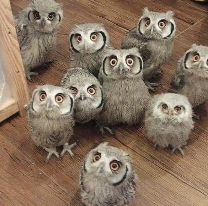 alinaeurus's tweet image. Щенки подросли.