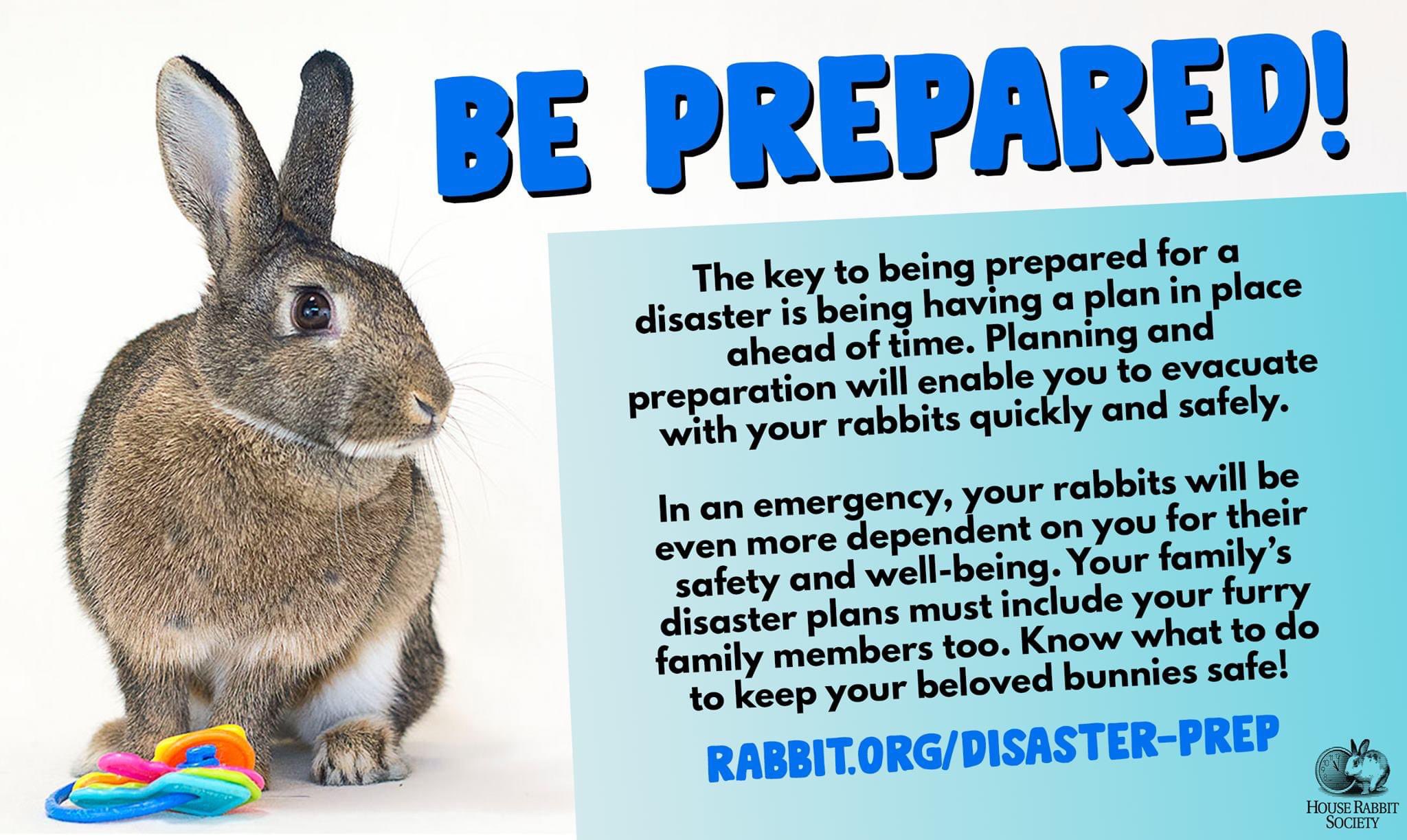 Rabbit emergency deals