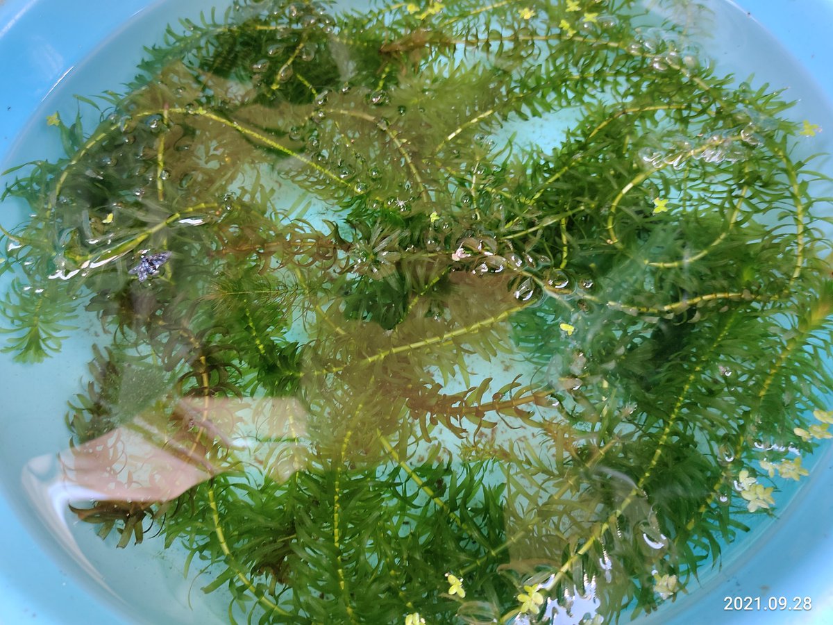 まつたろう マツモ アナカリス どっちも増え過ぎてしまった 水槽を覆い尽くして困ったもんだ メダカの水槽から取り出したけど捨てるのもなんだし メルカリとかジモティーに出そうかしら 面倒くさそうだな 熱海に来てくれたらあげるよ まつたろう マツモ アナカリス どっちも増え過ぎてしまった 水槽を覆い尽くして困ったもんだ メダカの水槽から取り出したけど捨てるのもなんだし メルカリとかジモティーに出そうかしら 面倒くさそうだな 熱海に来てくれたらあげるよ