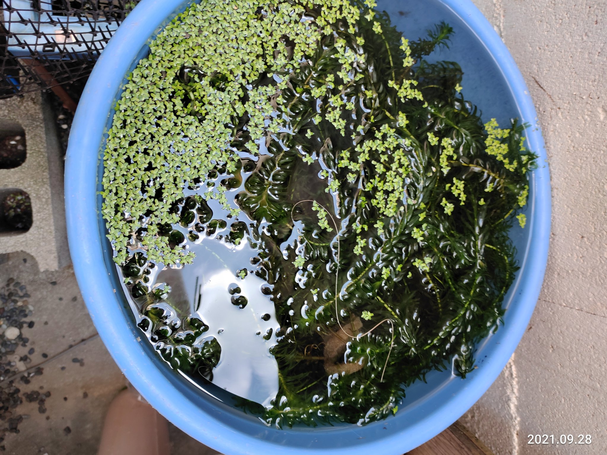 まつたろう マツモ アナカリス どっちも増え過ぎてしまった 水槽を覆い尽くして困ったもんだ メダカの水槽から取り出したけど捨てるのもなんだし メルカリとかジモティーに出そうかしら 面倒くさそうだな 熱海に来てくれたらあげるよ まつたろう マツモ アナカリス どっちも増え過ぎてしまった 水槽を覆い尽くして困ったもんだ メダカの水槽から取り出したけど捨てるのもなんだし メルカリとかジモティーに出そうかしら 面倒くさそうだな 熱海に来てくれたらあげるよ