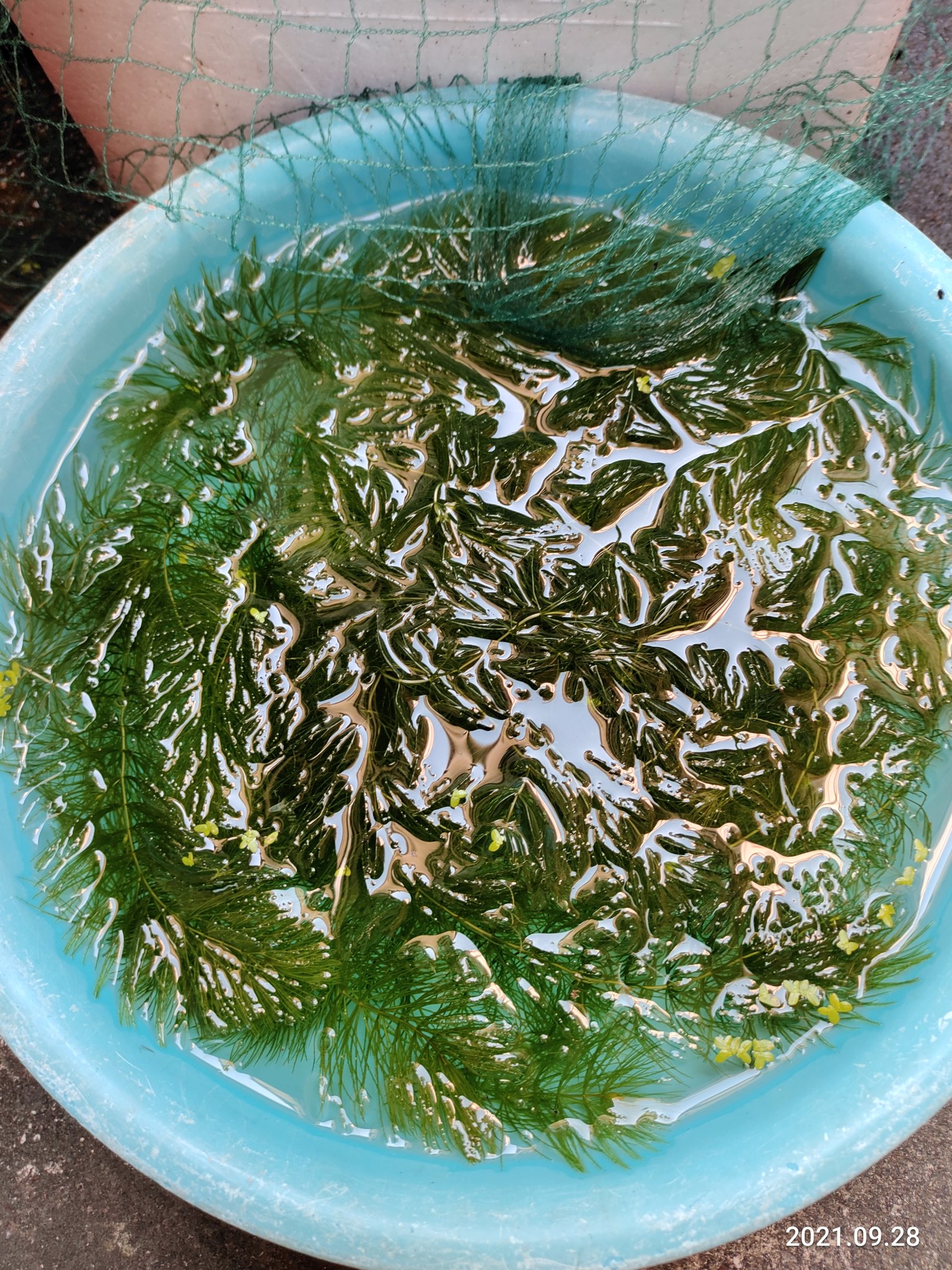 まつたろう マツモ アナカリス どっちも増え過ぎてしまった 水槽を覆い尽くして困ったもんだ メダカの水槽から取り出したけど捨てるのもなんだし メルカリとかジモティーに出そうかしら 面倒くさそうだな 熱海に来てくれたらあげるよ