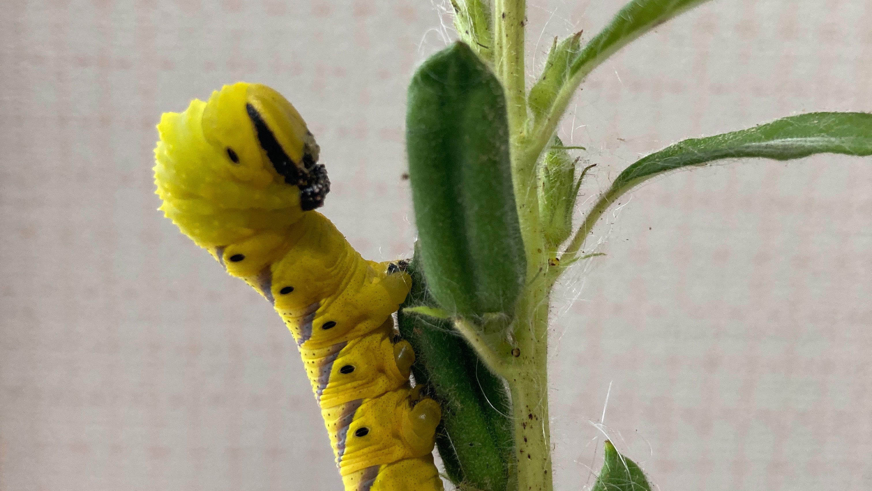 食用昆虫科学研究会 会員活動紹介 家庭菜園のゴマにvivid Yellowの巨大イモムシが おそらくクロメンガタスズメ の終齢幼虫 スズメガの仲間は美味しいことで 一部界隈では 有名 ゴマを育てた甲斐があったというもの 幼虫は広食性ということで