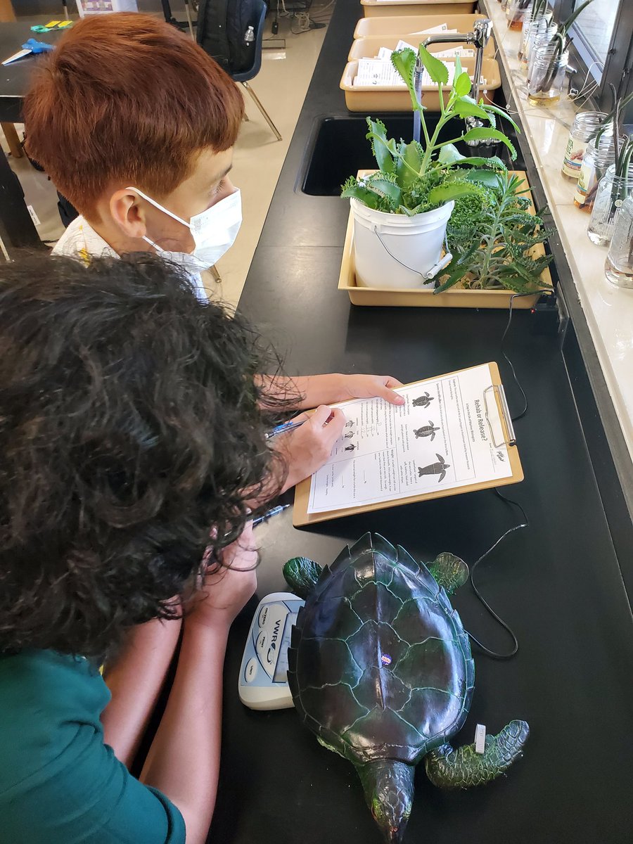 MAMatusz's tweet photo. @GGM_SOARS @CCPSScience #sciencerocks Such a fun day in the life of Marine Biologists...The Turtle Trunk was a hit. Investigation using models, measurements and observations. Should the turtles be released or rehabilitated? @ResearchInwater https://t.co/YC4wLOTy0g