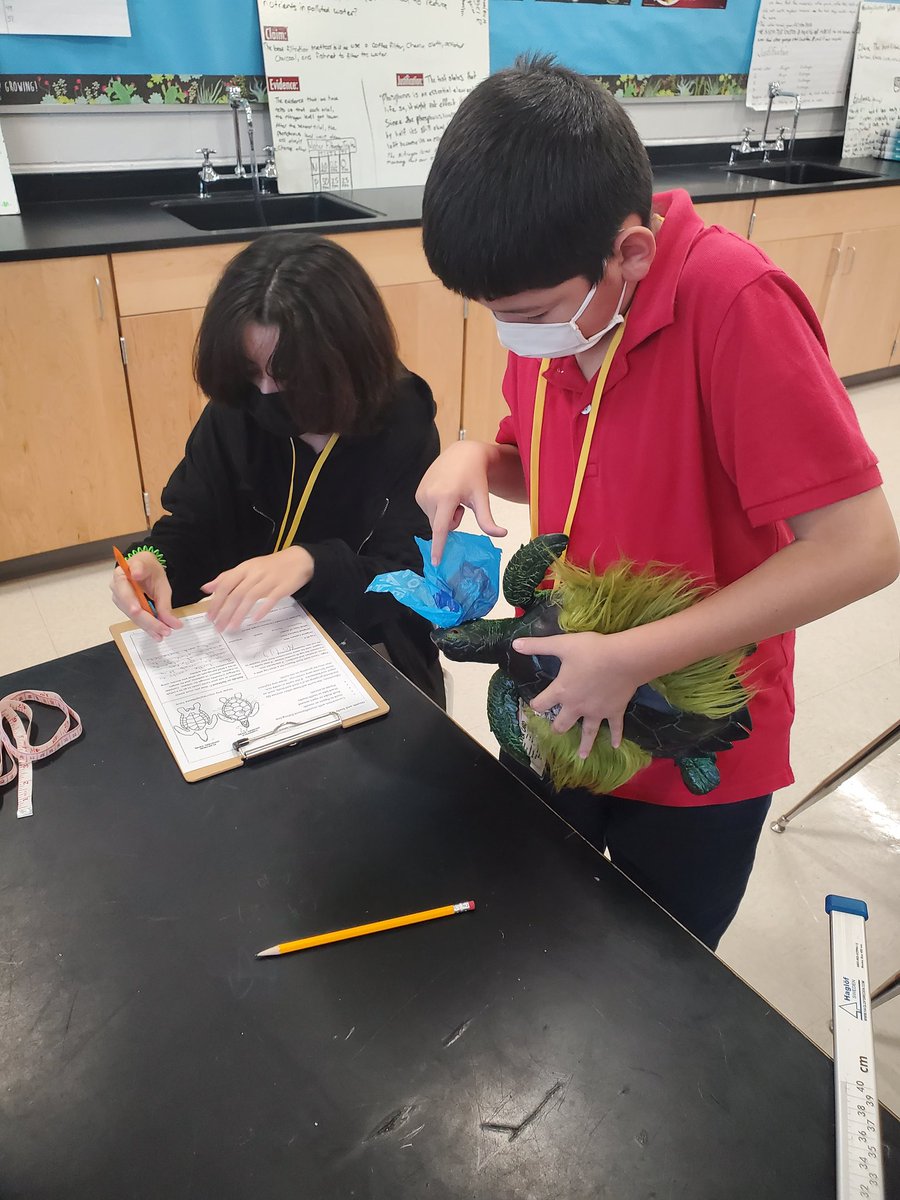 MAMatusz's tweet photo. @GGM_SOARS @CCPSScience #sciencerocks Such a fun day in the life of Marine Biologists...The Turtle Trunk was a hit. Investigation using models, measurements and observations. Should the turtles be released or rehabilitated? @ResearchInwater https://t.co/YC4wLOTy0g