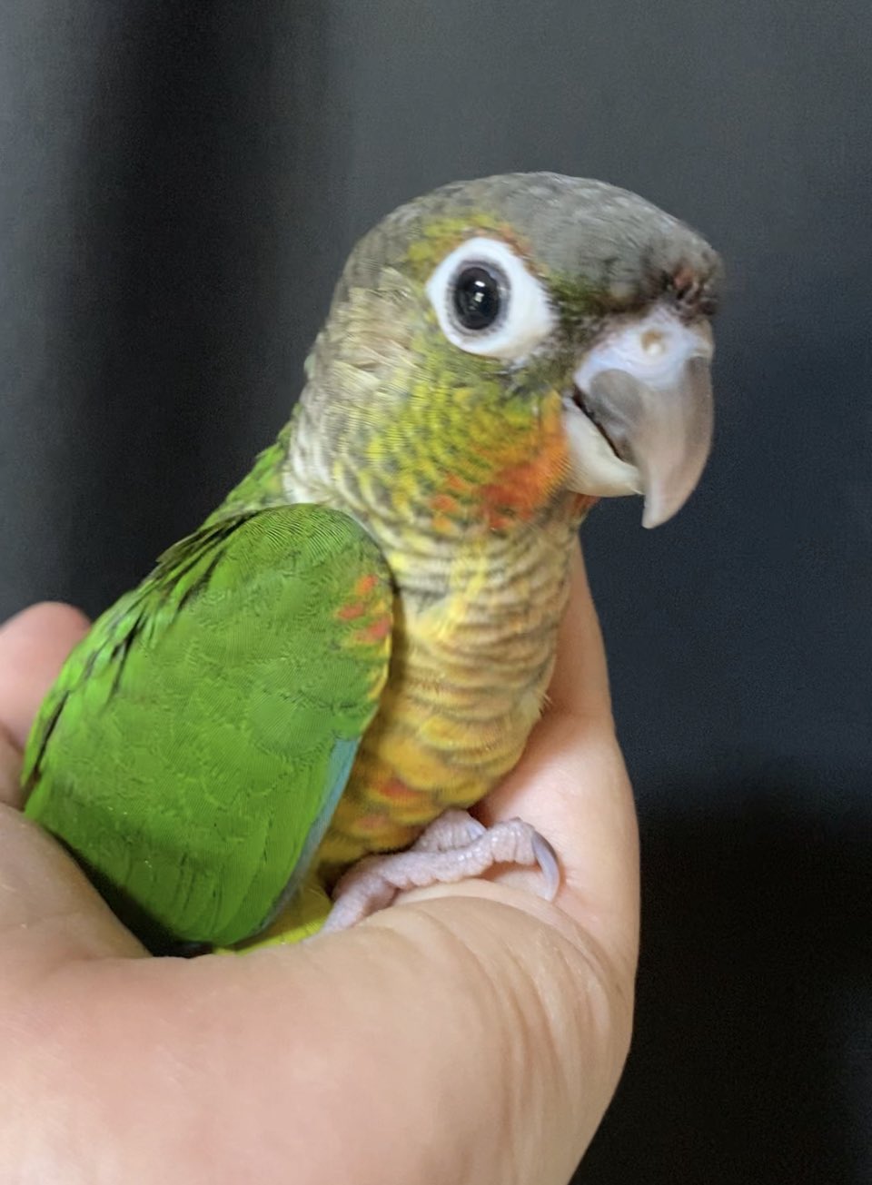 ウロコインコ雛 Twitter Search Twitter