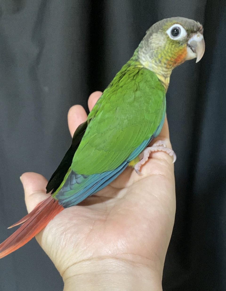 ウロコインコ雛 Twitter Search Twitter