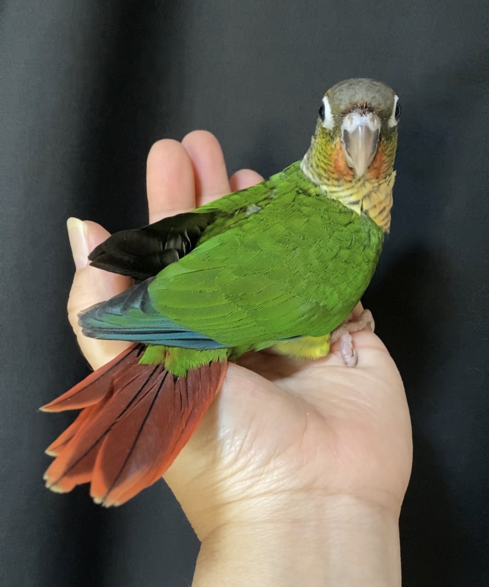 ウロコインコ雛 بحث في تويتر