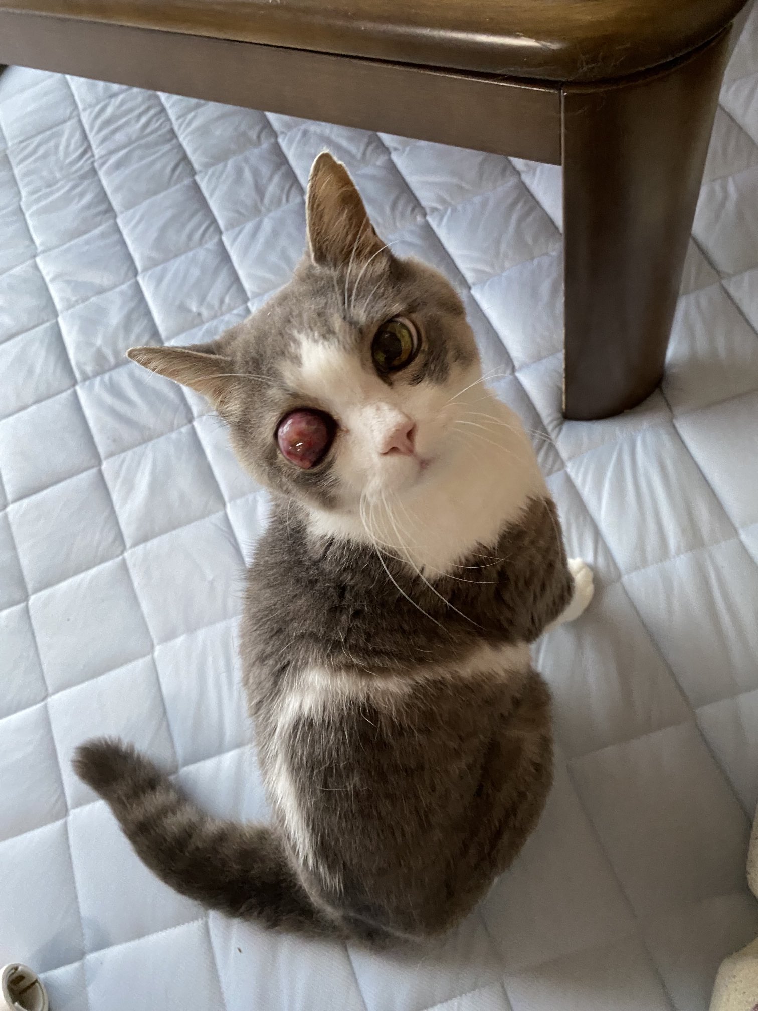 sumi on X: ミミちゃん19歳😺 見返り美人ならぬ 見返りミミちゃん😽 いいお顔です🥰 ＃ネコ ＃猫のいる生活 猫好きさんと繋がりたい  ＃ネコ大好き 老猫 t.coE1lkn3j9c4  X