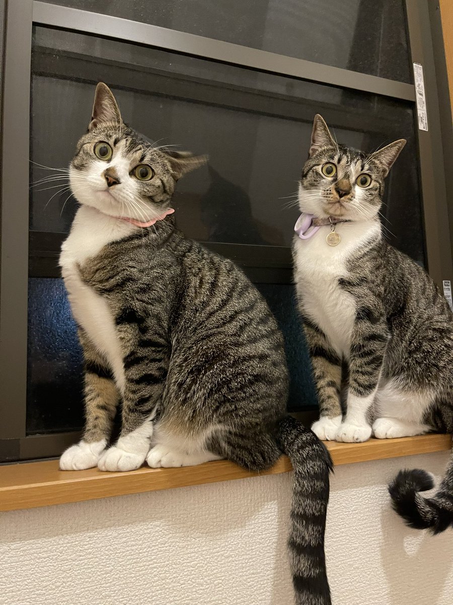 HaruMeru2020's tweet photo. 久々の��るめるです。
しっかり家猫化してます。

#保護猫
#猫好きさんと繋がりたい
#CatsOfTwitter 
#cat 
#姉妹猫 https://t.co/O0snfnEwcx