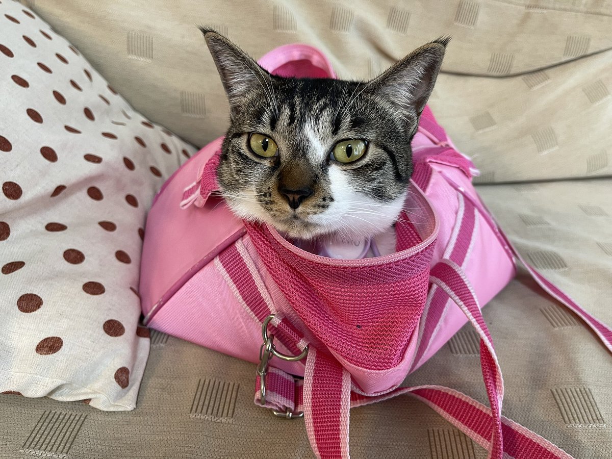HaruMeru2020's tweet photo. 久々の��るめるです。
しっかり家猫化してます。

#保護猫
#猫好きさんと繋がりたい
#CatsOfTwitter 
#cat 
#姉妹猫 https://t.co/O0snfnEwcx