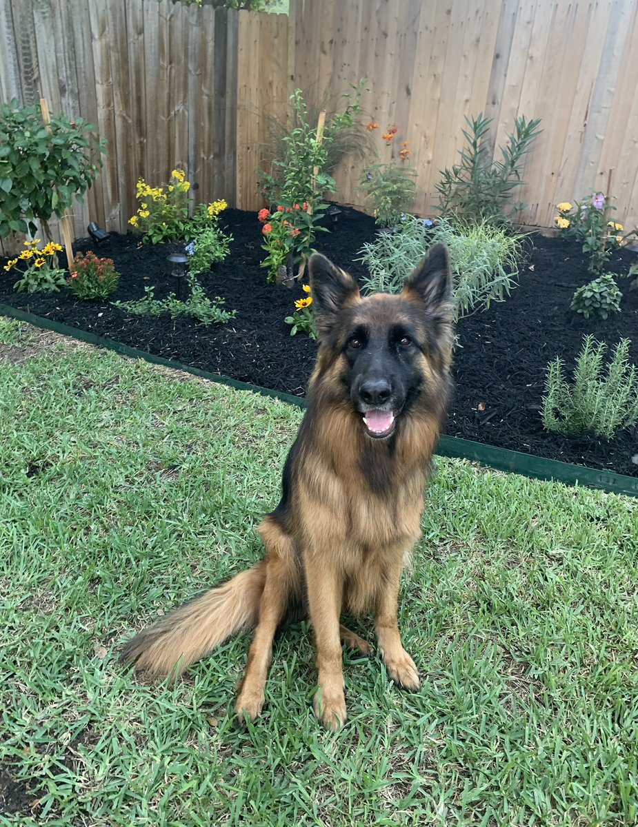 StoveGT_'s tweet photo. @PurfectLioness German Shepherds are the way to go 100% great family dog and great protector with right training https://t.co/VeXdb02jtc