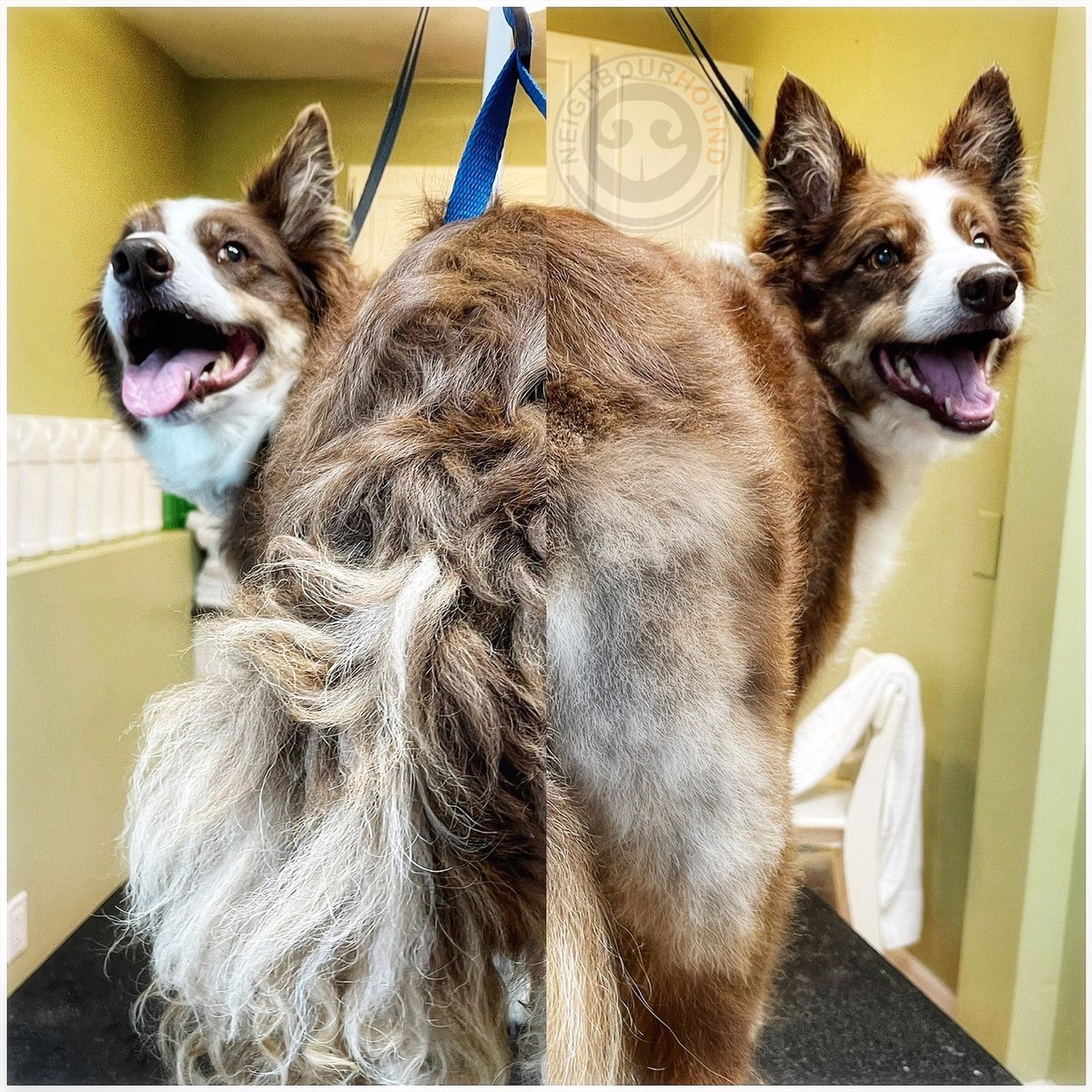 NeighbourHound_'s tweet photo. Scarlett. I shows before n after my spawday. Definites two ears up🐶👍🏼👍🏼. #scarlett #bordercollie #gooddog #happydog #smile @bordercolliedo5 @HappyDogs @doglovers2020 @dog_rates @FunnyDogVideos7 @dogcelebration @dog_feelings @dog_lovers @The_Bark @dogster @ModernDogMag https://t.co/aHhd5QOlcs