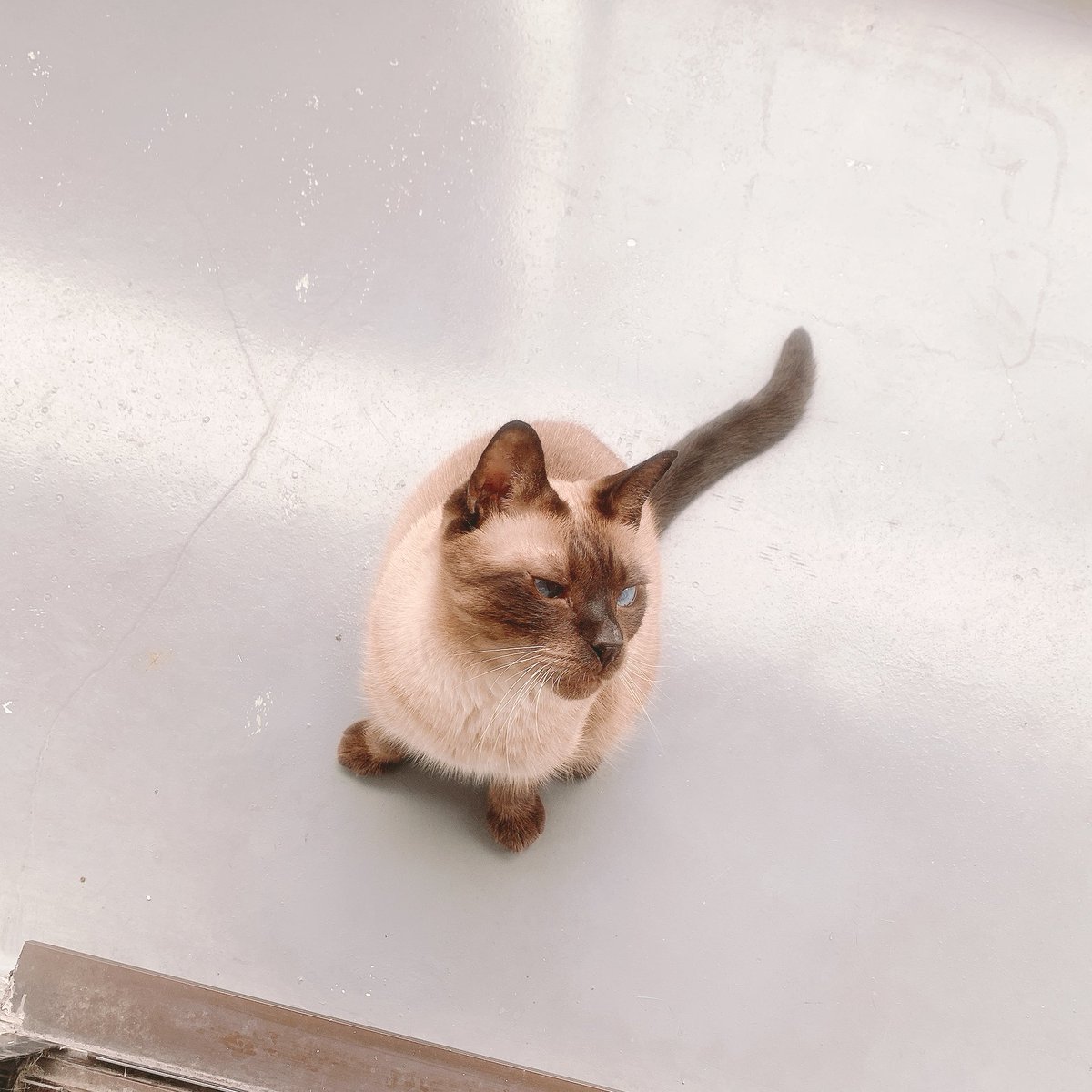 Twoucan のべ子 シャム猫あずきさん Yamanobejin Twoucan のべ子 シャム猫あずきさん Yamanobejin