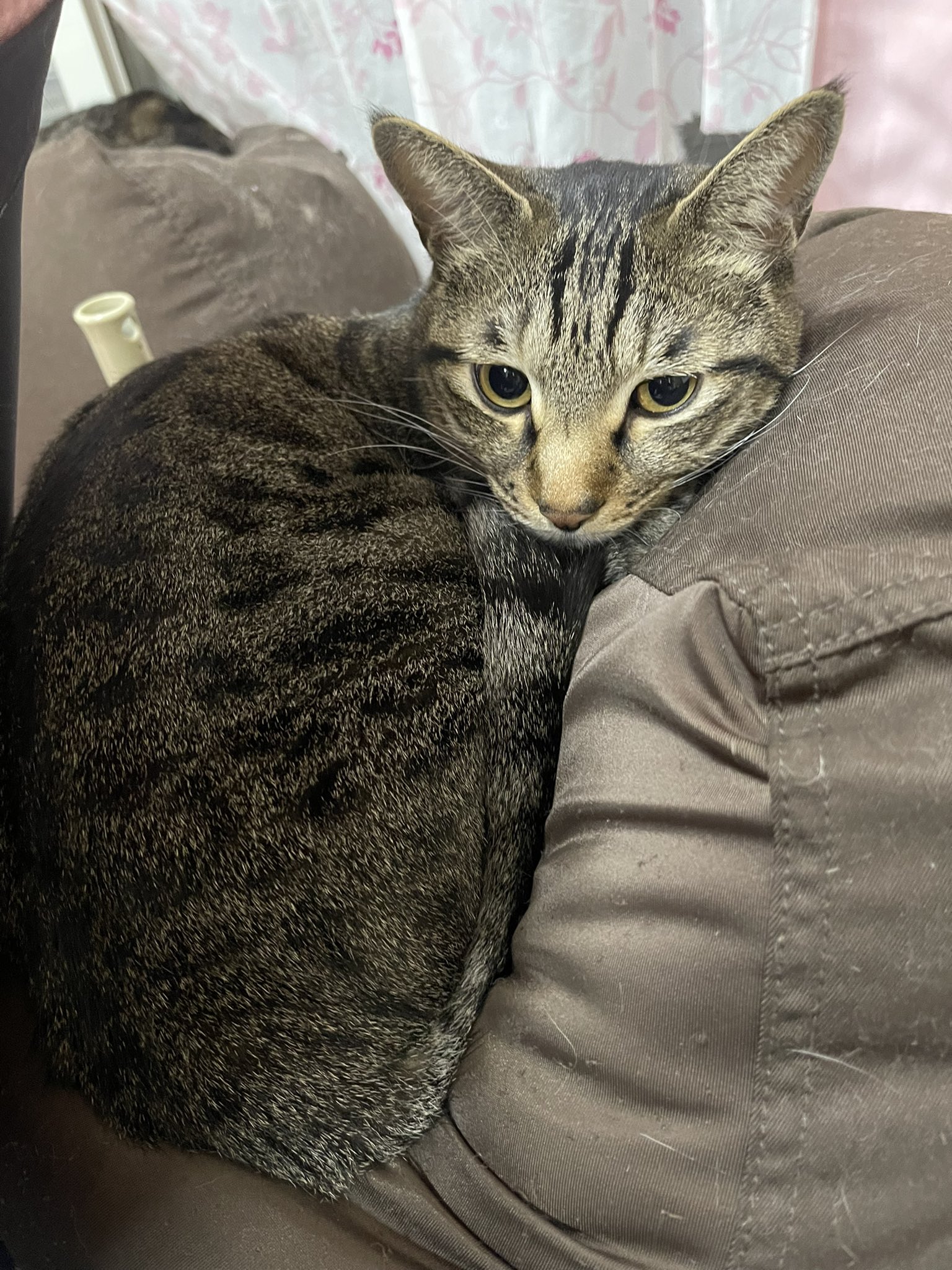 はる 猫狂 高画質で猫写真が撮りたくてiphone12promaxに機種変しました 毛の一本一本まで 繊細に 猫 子猫 ねこ 保護猫 キジトラ キジトラ部 キジトラ男子 茶トラ 茶トラ部 茶トラ女子 猫のいる生活 ねこ好きさんと繋がりたい T Co