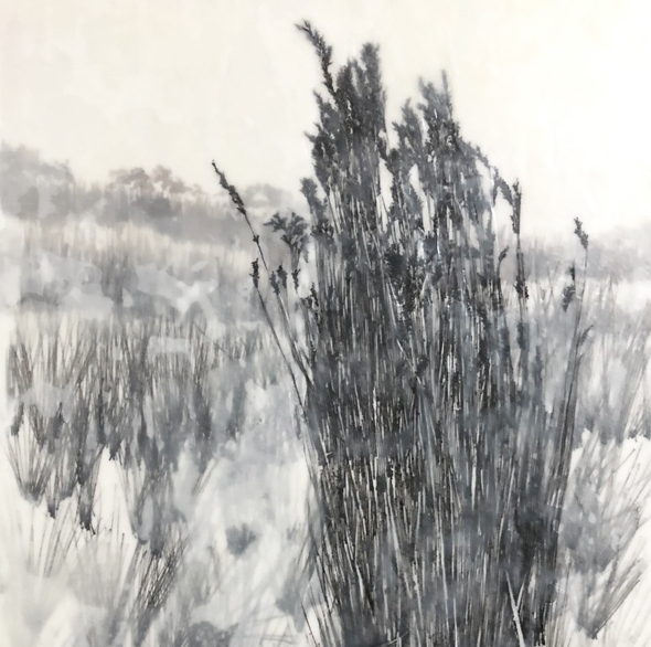 Looking forward to heading out into the #wilderness this weekend with the #walpolewildernessbioblitz for a #pleinair #landscape #workshop 
Shall we paint #heathlands or #granites or #banksiawoodland or #karri forest or ?  So much to chose. 'Reeds & Sedges' (ink and wax on board)