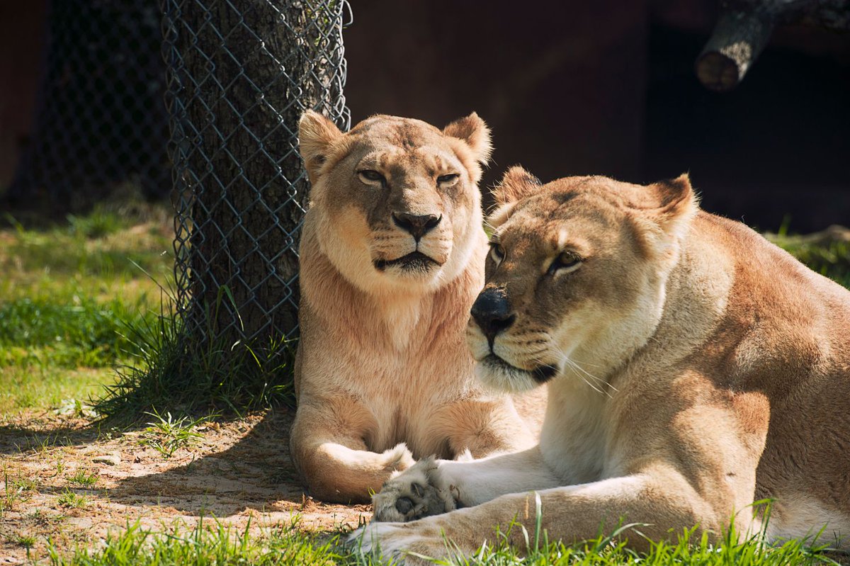 LittleRockCVB's tweet photo. It may be a #Monday, but we still feel like lion around...π¦ππΎ
#BigOnLittleRock #LittleRock #Arkansas #LittleRockZoo #CaseOfTheMondays #LittleRockArkansas #ExploreLR #HakunaMatata https://t.co/tVg8XGivA2