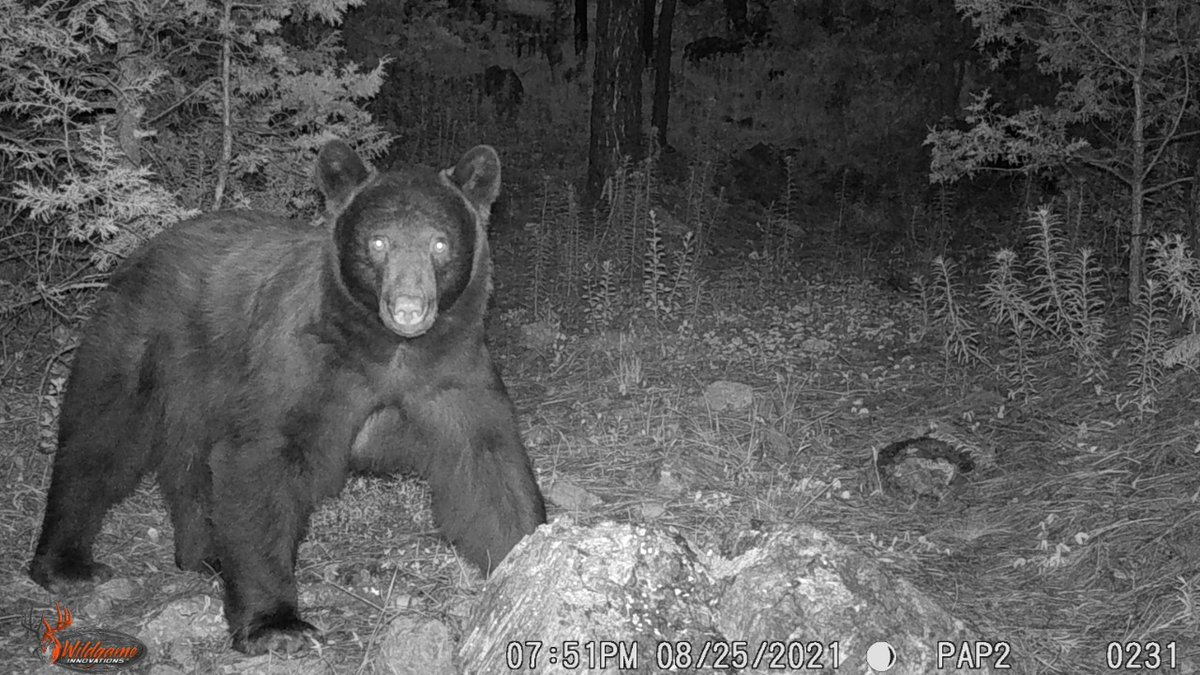 Compartimos estas imágenes de un hermoso #OsoNegro (Ursus americanus) captado con cámaras trampa, gracias al trabajo de las brigadas de monitoreo comunitario en el Área de Protección de Flora y Fauna #Papigochic, Chihuahua. #ConservarParaVivir 🐻🌿🌊🌲📷✨