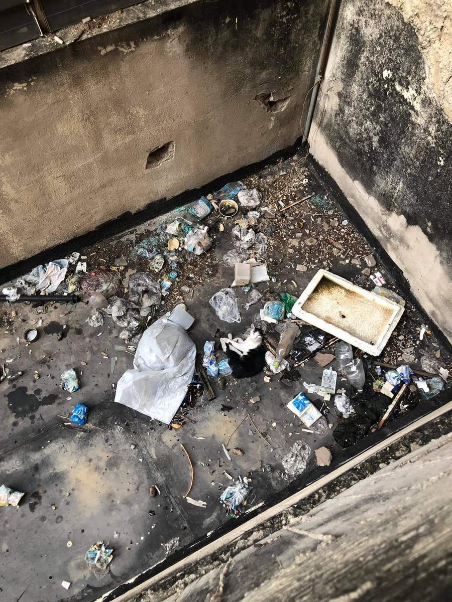 Reyis23's tweet photo. Difundo caso de terceros... 
 SOS 
Ayuda para rescatar un gato que está en una platabanda abandonado.

Centro de Maracay, entre av bolivar y santos michelena, justo al lado del silver pool. Edificio torre la industrial 0412.2805491 https://t.co/mmoOsZBRKa