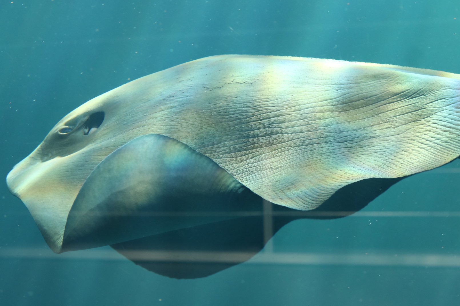 休館中 Twitter Search Twitter