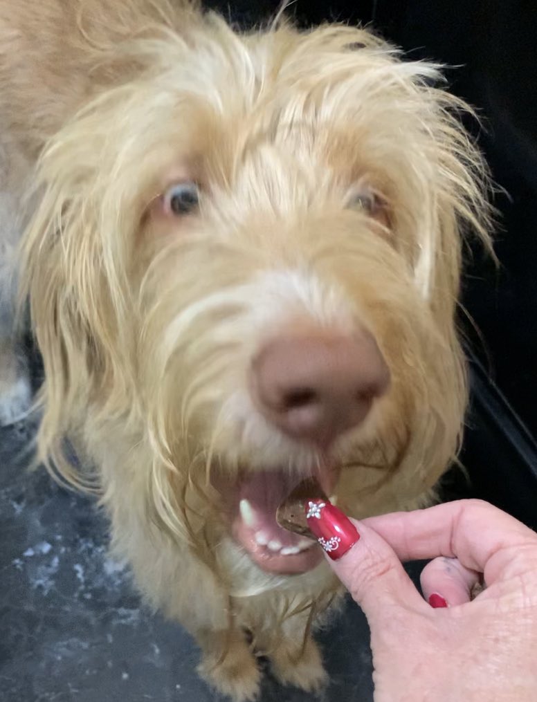 TheHerdHouse's tweet photo. I made more treats for Owen out of just his wet food. smelled awful. He loves them.
Chill. Slice. Bake @ 350° for 15 mins ea side. Refrigerate when cool.
Idk if this works with other wet foods. 
#hydrolyzed #sciencediet #dogsoftwitter https://t.co/fyPlvmBWaC