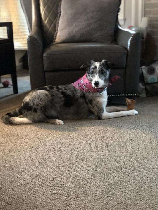 JJCritch's tweet photo. @Mythical this is our puppy Maxine #GMMReadyPetGo https://t.co/QuaIBT6e4Z